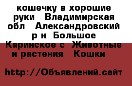 кошечку в хорошие руки - Владимирская обл., Александровский р-н, Большое Каринское с. Животные и растения » Кошки   